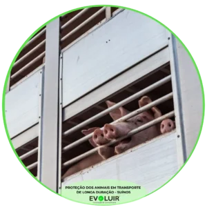 Transporte de Animais Vivos de Longa Duração – Suínos