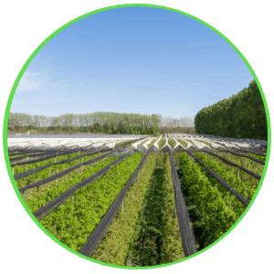 Produção agrícola e animal